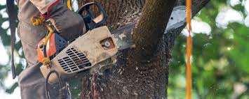 Best Tree Mulching Services  in USA